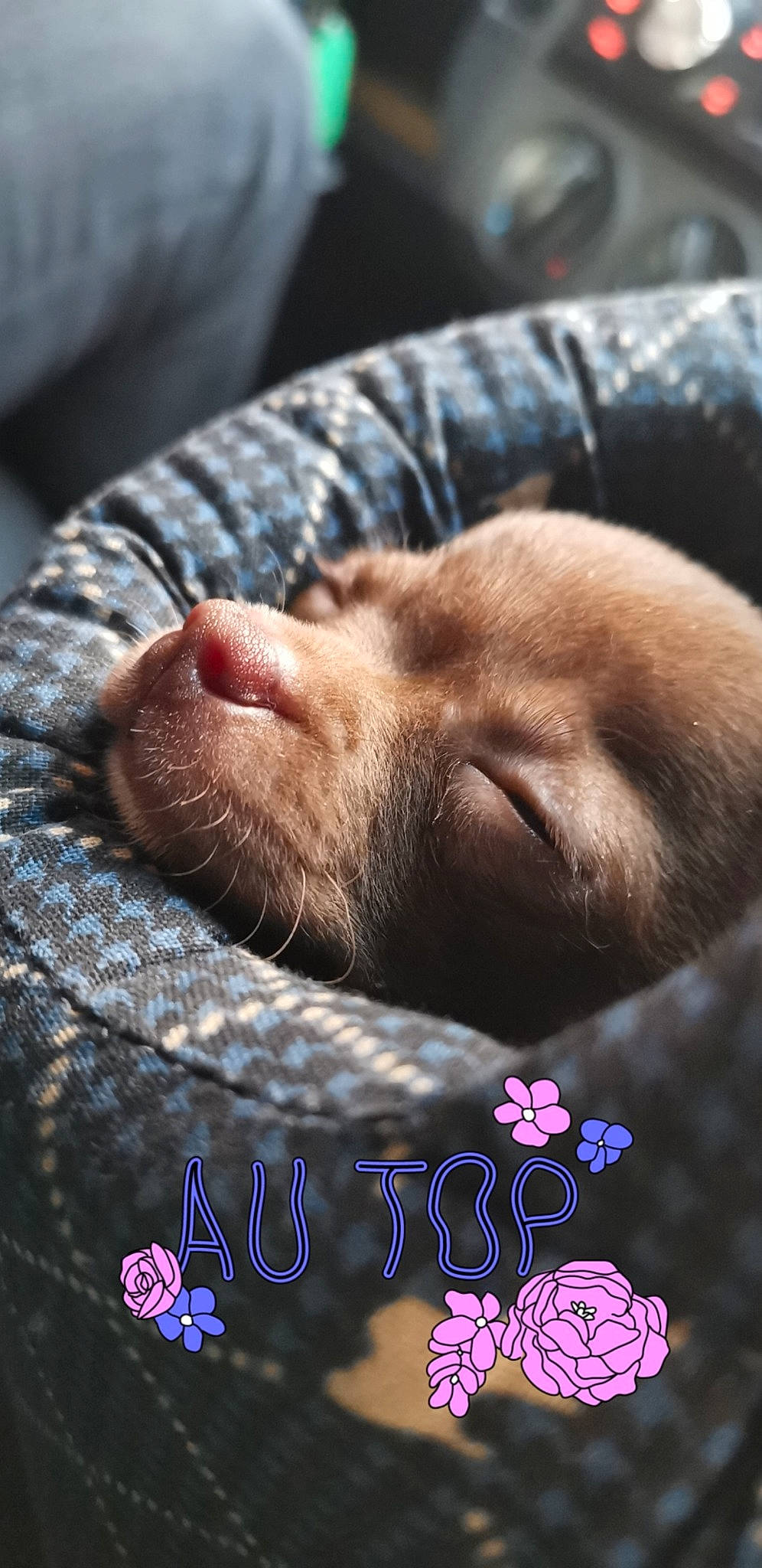 Pancho participe au concours pour gagner de l'argent avec cette photo : canidae, carnivore, fawn, fur, nap, nose, puppy, snout, vizsla, whiskers