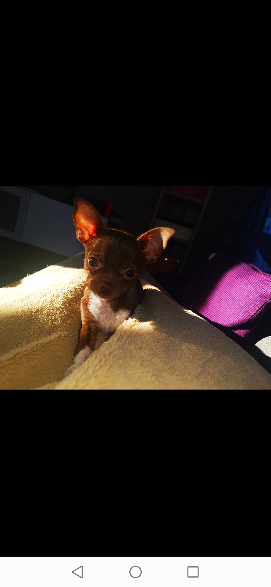 Pancho participe au concours pour gagner de l'argent avec cette photo : boston_terrier, bull_terrier, canidae, carnivore, chihuahua, cloud, companion_dog, dog, dog_breed, ear, fawn, french_bulldog, mammal, night, non_sporting_group, puppy, rat_terrier, sky, snout