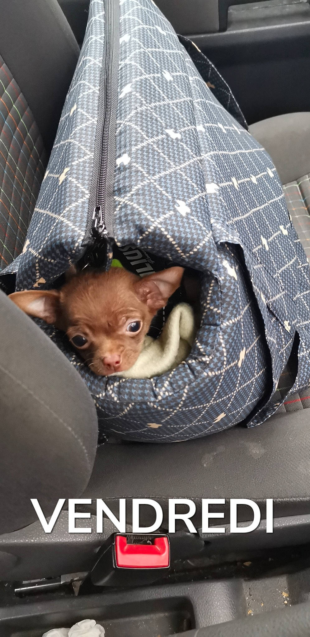 Pancho a rejoint le concours — aidez-le/la à gagner de superbes lots ! canidae, car_seat, carnivore, chihuahua, companion_dog, dog, dog_breed, miniature_pinscher, photo_caption, photography, russkiy_toy, toy_dog