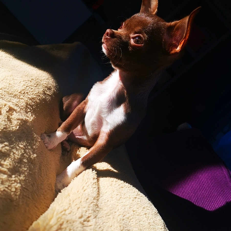 Pancho