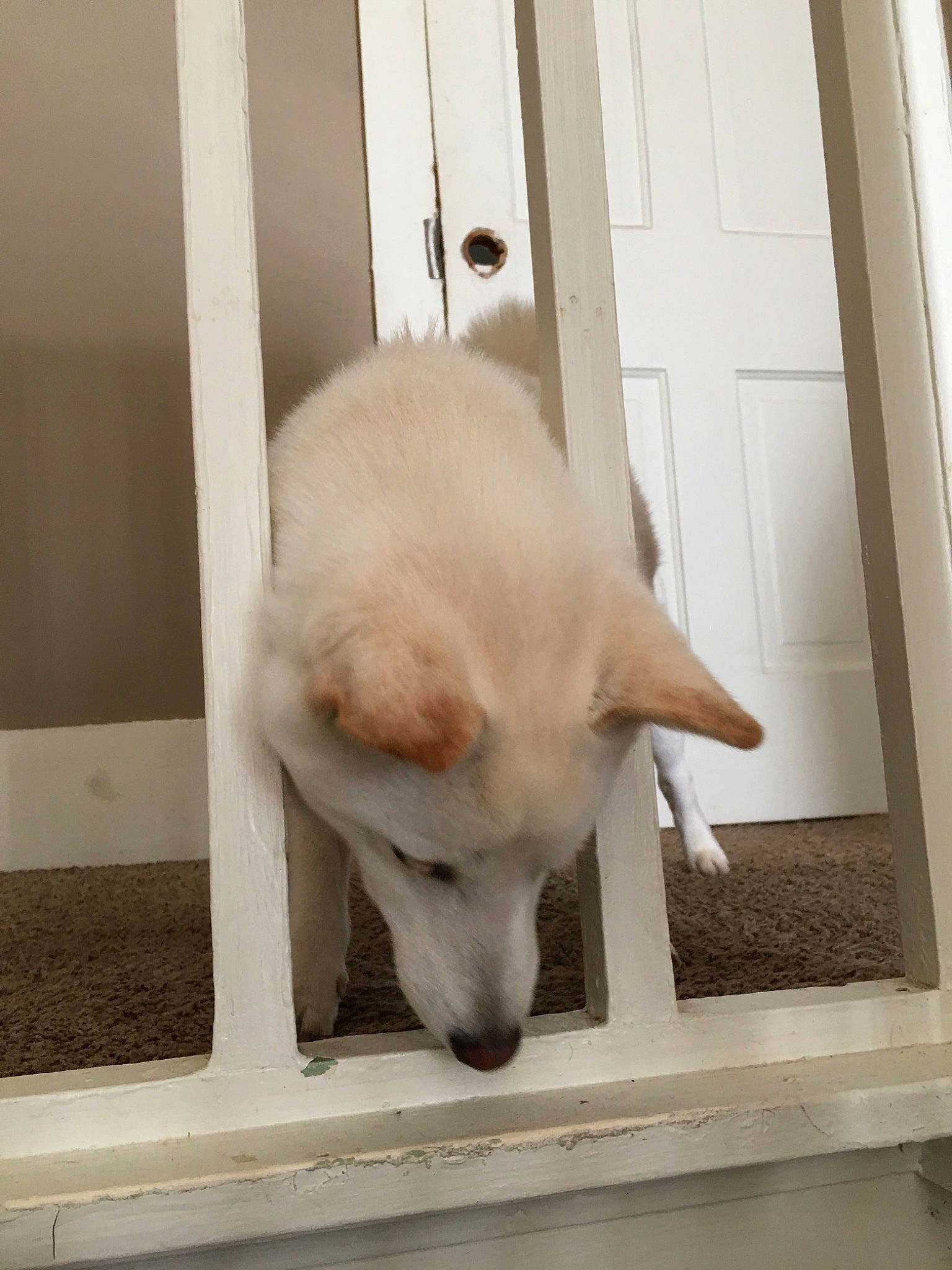 Bella is registered to the contest to win money with this photo: canidae, carnivore, dog, dog_breed, door, home_door, jaw, mammal, snout, terrestrial_animal, vertebrate, working_animal