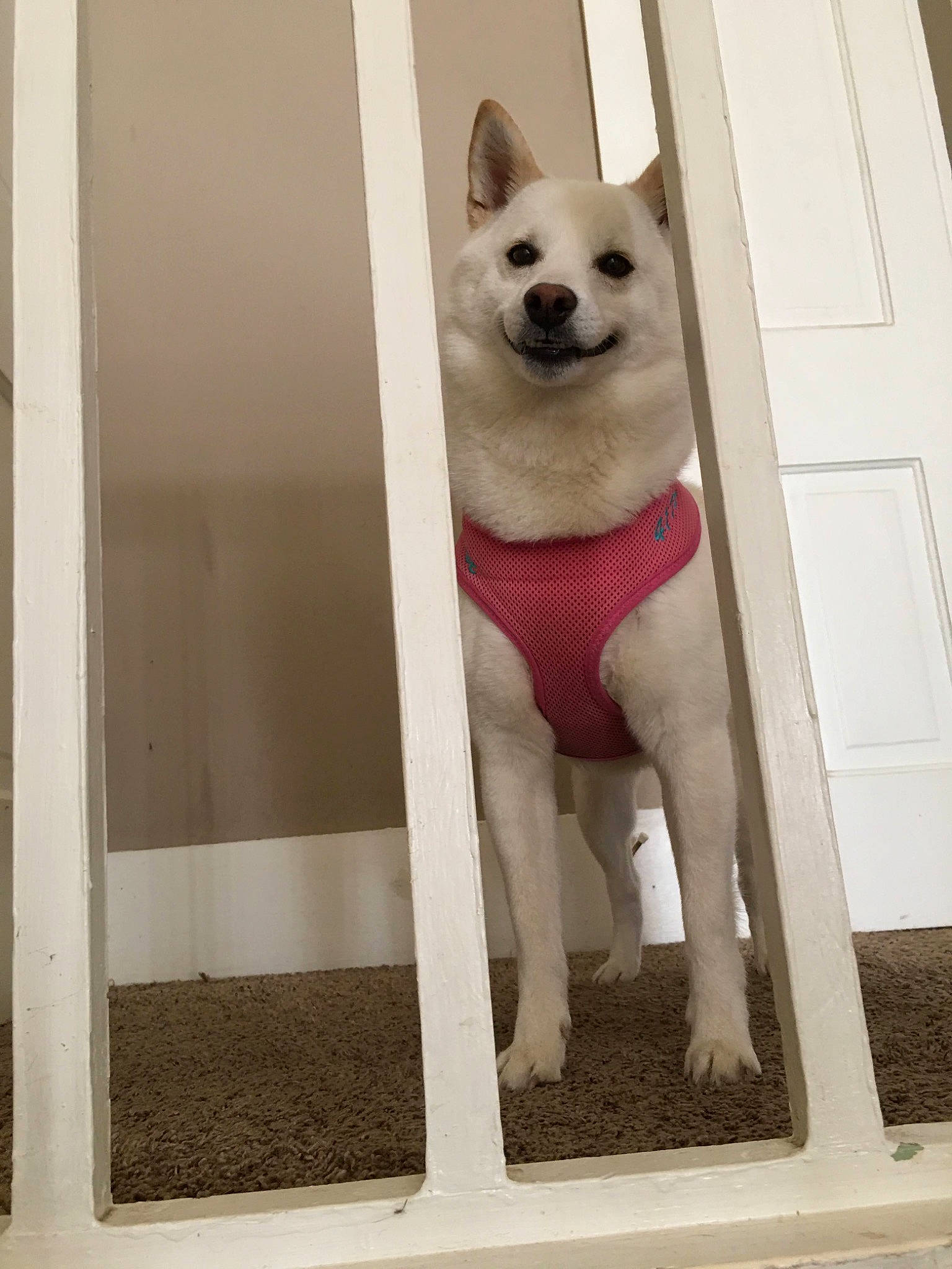 Bella joined the competition — help win amazing prizes! canidae, carnivore, collar, companion_dog, dog, dog_breed, dog_supply, door, home_door, non_sporting_group, pet_supply, snout, sporting_group, tongue, working_animal, working_dog