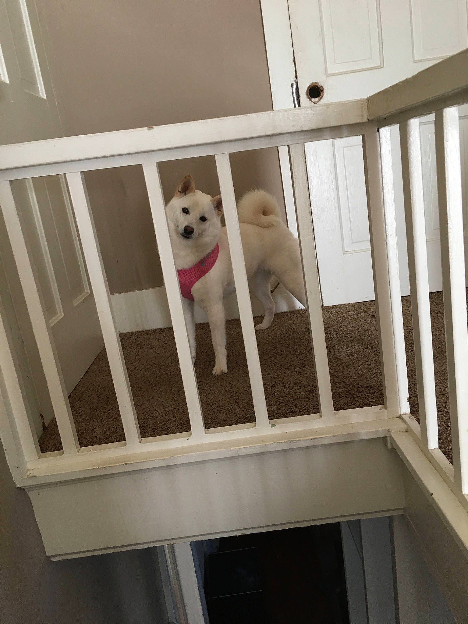 Bella is registered to the contest to win money with this photo: baluster, beige, canidae, carnivore, companion_dog, composite_material, daylighting, dog, dog_breed, dog_supply, fixture, handrail, home, molding, paint, pet_supply, sporting_group, wood, wood_stain, working_animal