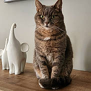 Pearl participe au concours pour gagner de l'argent avec cette photo : animal, artwork, cat, ceramic_elephant, cozy, curled_tail, decor, ears, figurine, furniture, green_eyes, home, indoor, painting, pet, sitting, tabby_cat, tail, whiskers, wooden_surface