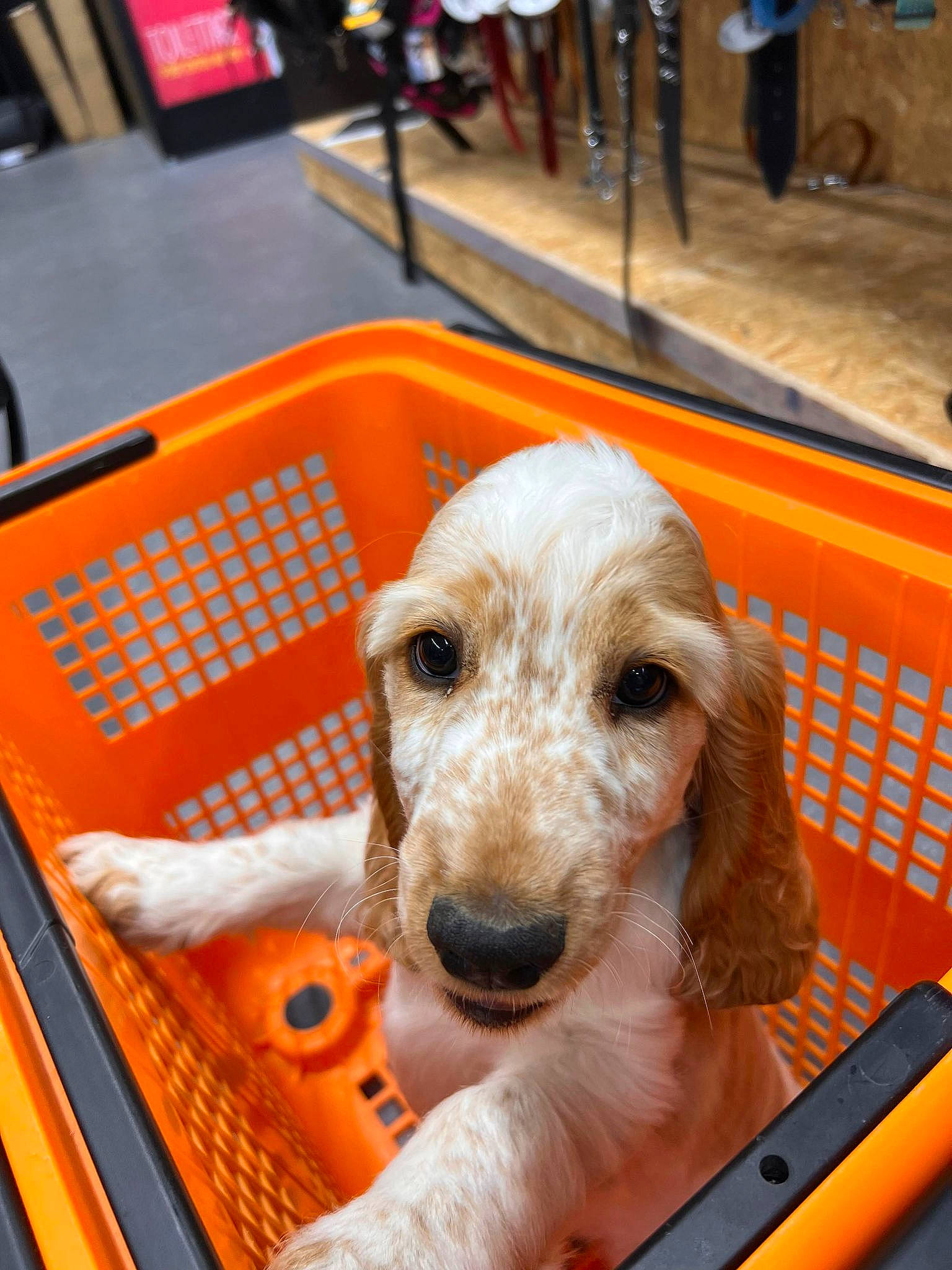 Buck participe au concours pour gagner de l'argent avec cette photo : canidae, carnivore, companion_dog, dog, dog_breed, dog_supply, fun, fur, pet_supply, recreation, snout, sporting_group, working_animal