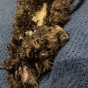 Blue joined the competition — help win amazing prizes! animal, black_dog, blanket, blue_blanket, close_up, companion, cozy, curled_up, curly_fur, cute, dog, ear, fur, indoors, pet, relaxed, resting, sleeping, snout, soft_texture