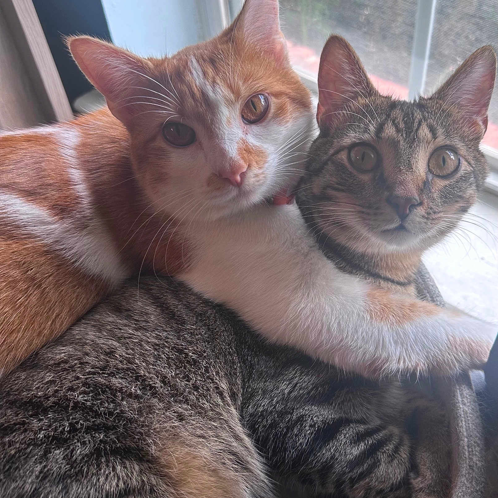 Harriet And George is registered to the contest to win money with this photo: affection, animal, cat, cats, close_up, companion, cozy, curious_eyes, cute, feline, fur, indoor, natural_light, orange_cat, pet, snuggling, tabby_cat, whiskers, white_cat, window