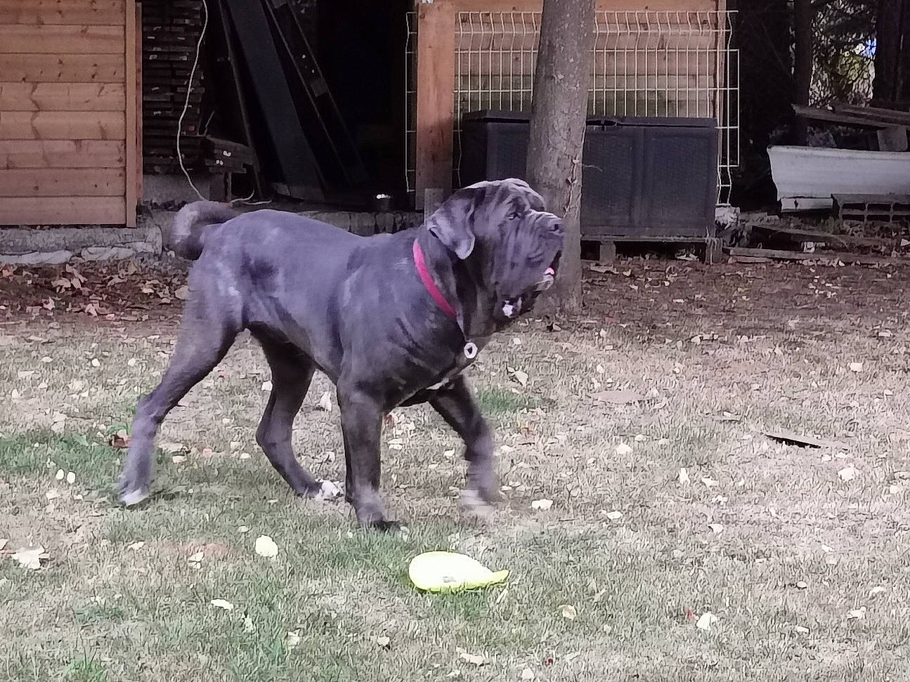 Ralf participe au concours pour gagner de l'argent avec cette photo : canidae, carnivore, collar, companion_dog, dog, dog_breed, dog_collar, dog_supply, door, grass, guard_dog, gun_dog, molosser, plant, snout, sporting_group, tail, terrestrial_animal, working_animal, working_dog