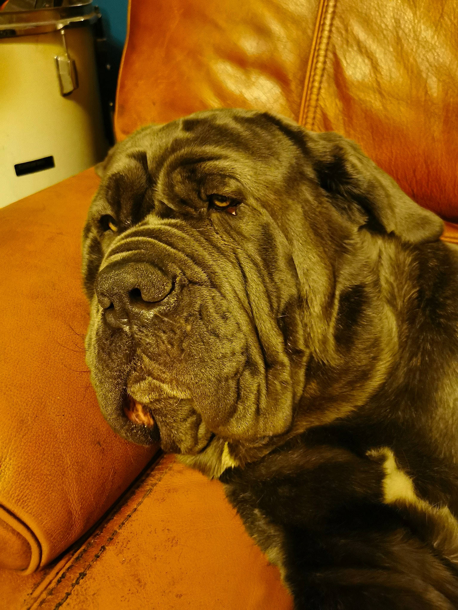 Ralf a rejoint le concours — aidez-le/la à gagner de superbes lots ! ancient_dog_breeds, cabinetry, canidae, carnivore, companion_dog, dog, dog_breed, dog_collar, fawn, fur, giant_dog_breed, guard_dog, molosser, non_sporting_group, sporting_group, terrestrial_animal, whiskers, working_animal, working_dog, wrinkle