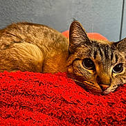 Nami is registered to the contest to win money with this photo: cat, tabby, pet, animal, feline, closeup, relaxed, resting, indoor, red_blanket, texture, cute, whiskers, ears, fur, eyes, comfort, cozy, laying, background