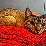 cat, tabby, pet, animal, feline, closeup, relaxed, resting, indoor, red_blanket, texture, cute, whiskers, ears, fur, eyes, comfort, cozy, laying, background