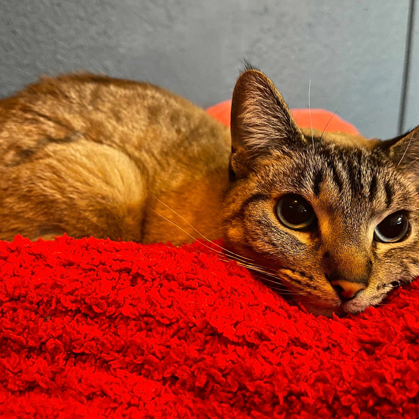 Nami is registered to the contest to win money with this photo: animal, background, cat, closeup, comfort, cozy, cute, ears, eyes, feline, fur, indoor, laying, pet, red_blanket, relaxed, resting, tabby, texture, whiskers