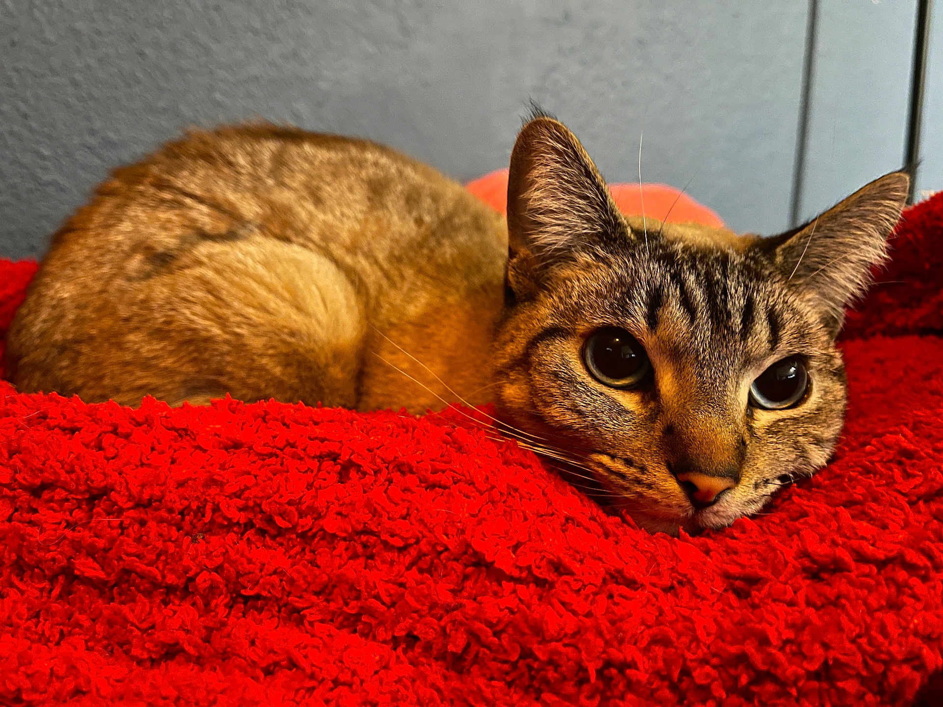 Nami is registered to the contest to win money with this photo: cat, tabby, pet, animal, feline, closeup, relaxed, resting, indoor, red_blanket, texture, cute, whiskers, ears, fur, eyes, comfort, cozy, laying, background