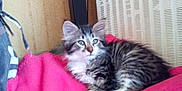 Gaspard participe au concours pour gagner de l'argent avec cette photo :
