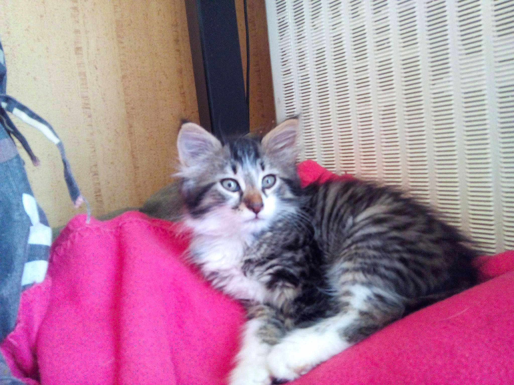 Gaspard