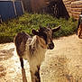 Oggy participe au concours pour gagner de l'argent avec cette photo :
