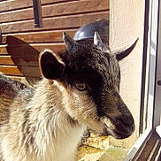 Oggy participe au concours pour gagner de l'argent avec cette photo :