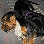 Aldo participe au concours pour gagner de l'argent avec cette photo :