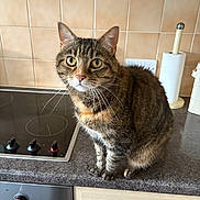 Fuzzball joined the competition — help win amazing prizes! cat, tabby_cat, kitchen, countertop, stove, paper_towel, curious, pet, feline, whiskers, ears, fur, domestic_animal, indoor, household, appliance, tile_wall, knobs, drawer, handle