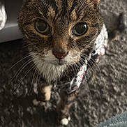 Cleo joined the competition — help win amazing prizes! cat, tabby, close_up, indoor, curious, whiskers, pet, fur, eyes, carpet, animal, mammal, domestic, feline, looking_up, soft_light, texture, cute, portrait, standing