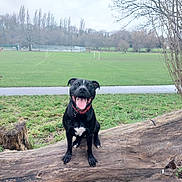 Rocket is registered to the contest to win money with this photo: dog, black_dog, park, grass, tree_trunk, tongue_out, happy, pet, outdoor, nature, canine, collar, smiling, field, trees, overcast, animal, mammal, playful, sitting