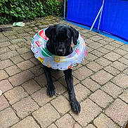 Louna participe au concours pour gagner de l'argent avec cette photo : animal, black_dog, blue_pool, brick_floor, cute, dog, fruit_pattern, garden, greenery, inflatable_ring, laying_down, leisure, outdoor, patio, pet, plants, playful, pool, summer, swim_ring