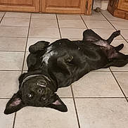 Louna a rejoint le concours — aidez-le/la à gagner de superbes lots ! dog, black_dog, floor, tile_floor, kitchen, cabinet, wooden_cabinet, pet, playful, upside_down, smiling, ears, collar, indoor, canine, fur, animal, domestic_animal, relaxed, lying_down