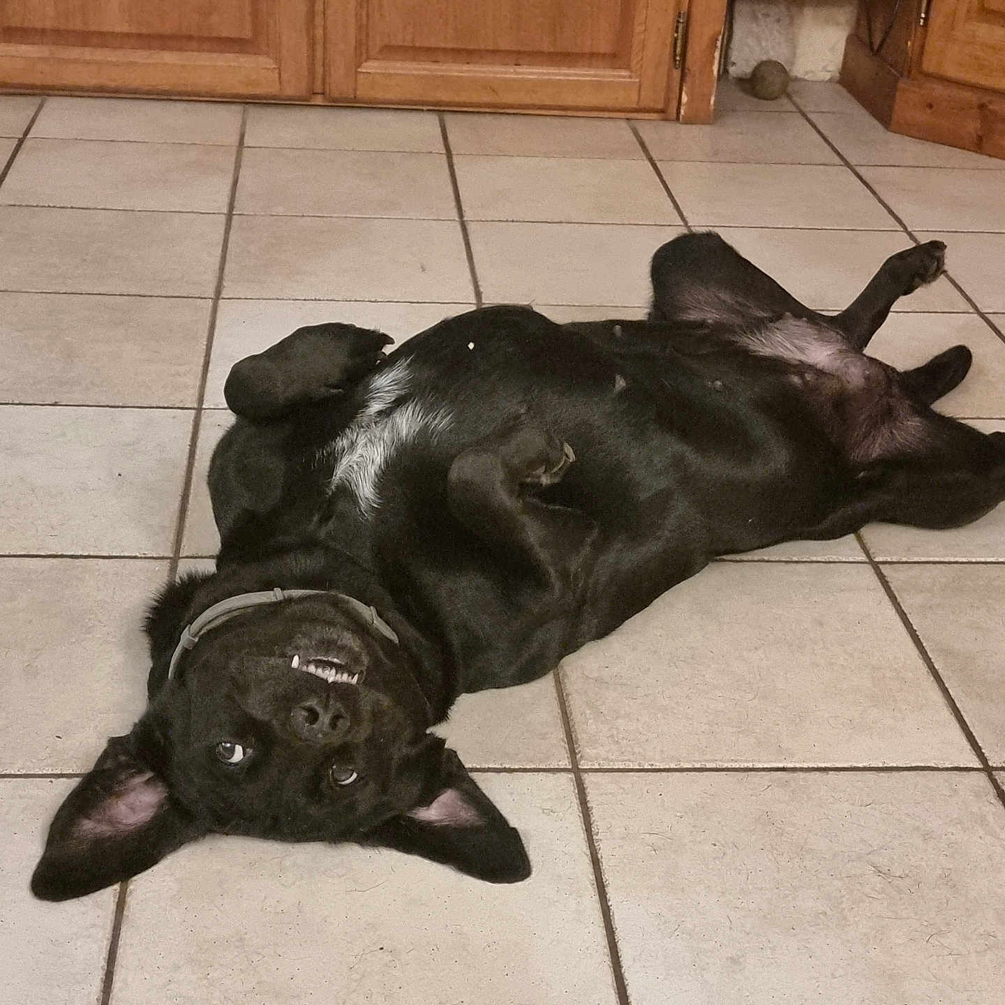 Louna a rejoint le concours — aidez-le/la à gagner de superbes lots ! animal, black_dog, cabinet, canine, collar, dog, domestic_animal, ears, floor, fur, indoor, kitchen, lying_down, pet, playful, relaxed, smiling, tile_floor, upside_down, wooden_cabinet