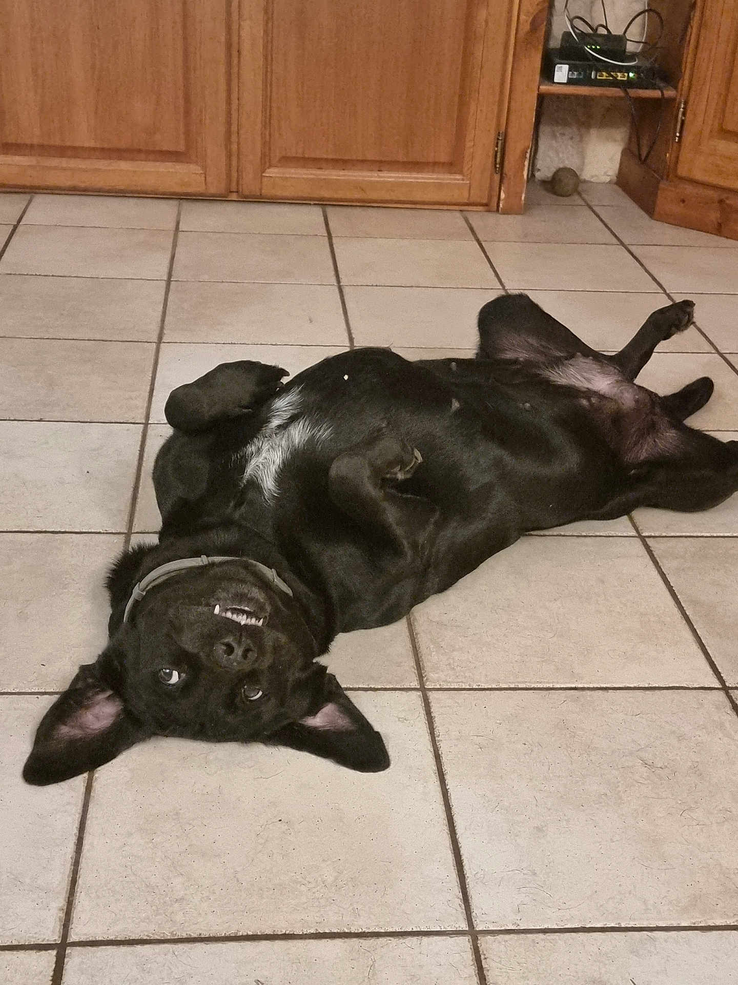 Louna a rejoint le concours — aidez-le/la à gagner de superbes lots ! dog, black_dog, floor, tile_floor, kitchen, cabinet, wooden_cabinet, pet, playful, upside_down, smiling, ears, collar, indoor, canine, fur, animal, domestic_animal, relaxed, lying_down