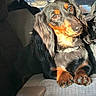 dog, dachshund, pet, car_interior, seat, sunlight, brown_eyes, black_fur, tan_fur, long_ears, animal, cute, resting, portrait, domestic_animal, canine, fur, paw, collar, vehicle