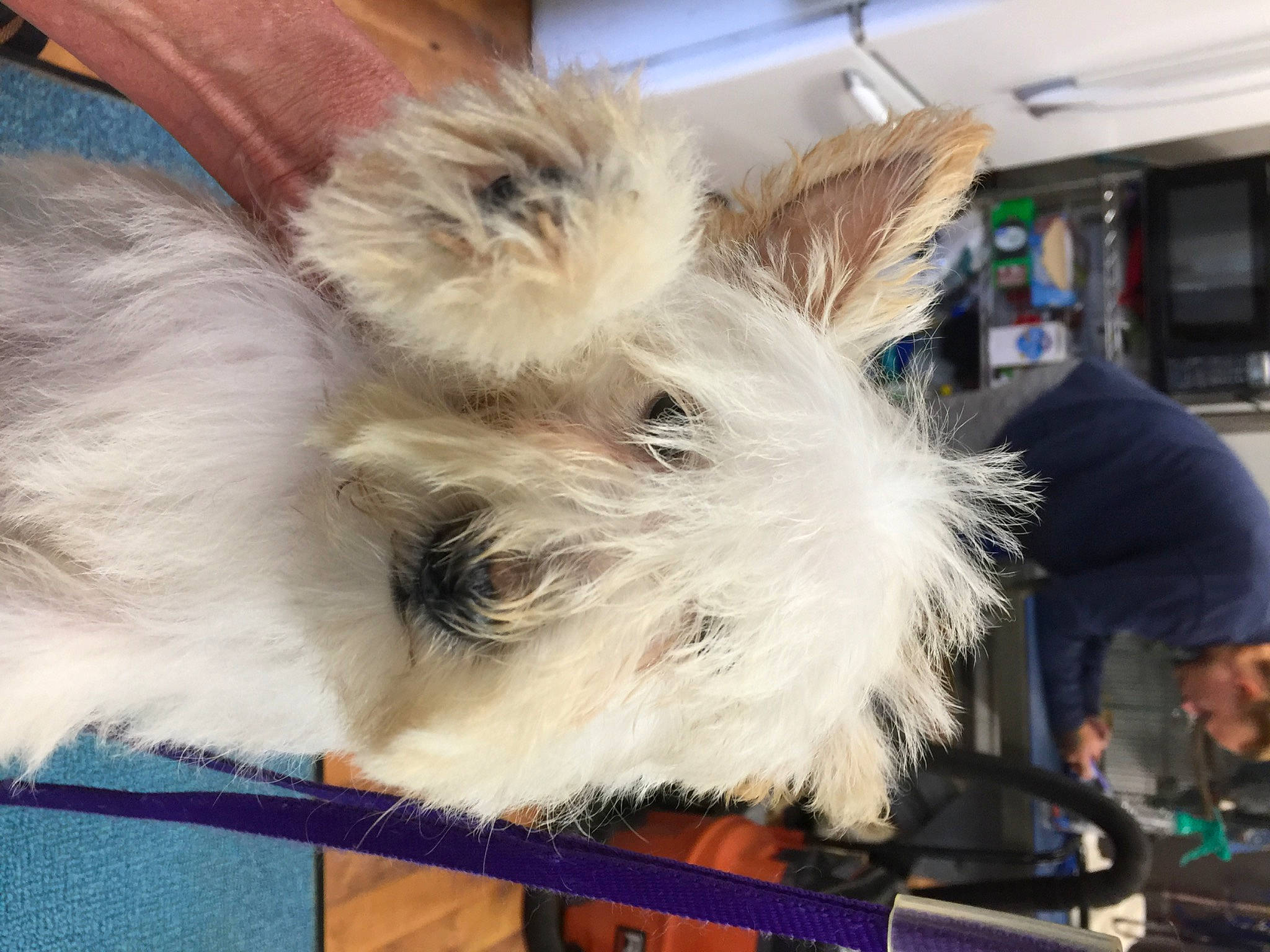 Mercy is registered to the contest to win money with this photo: canidae, carnivore, collar, companion_dog, dog, dog_breed, event, felidae, fur, non_sporting_group, paw, small_terrier, small_to_medium_sized_cats, snout, sporting_group, tail, terrier, toy_dog, whiskers