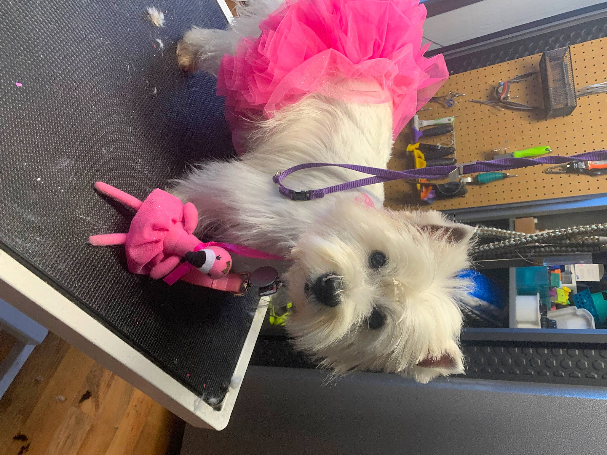 Nikki is registered to the contest to win money with this photo: canidae, carnivore, collar, companion_dog, dog, dog_breed, dog_clothes, dog_collar, dog_supply, fashion_accessory, fawn, fur, magenta, pet_supply, small_terrier, sporting_group, tail, terrier, toy_dog, working_animal