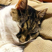 Chaussette a rejoint le concours — aidez-le/la à gagner de superbes lots ! cat, sleeping, whiskers, fur, closeup, indoor, blanket, beige, relaxation, pet, animal, cozy, texture, soft, nap, cute, domestic, calm, resting, feline