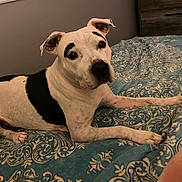 Brows joined the competition — help win amazing prizes! dog, pet, white_dog, black_patches, bed, blue_bedspread, indoor, animal, canine, laying_down, curious, ears_up, comfortable, domestic_animal, fur, snout, paw, looking_at_camera, resting, bedroom
