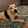 dog, pet, white_dog, black_patches, bed, blue_bedspread, indoor, animal, canine, laying_down, curious, ears_up, comfortable, domestic_animal, fur, snout, paw, looking_at_camera, resting, bedroom