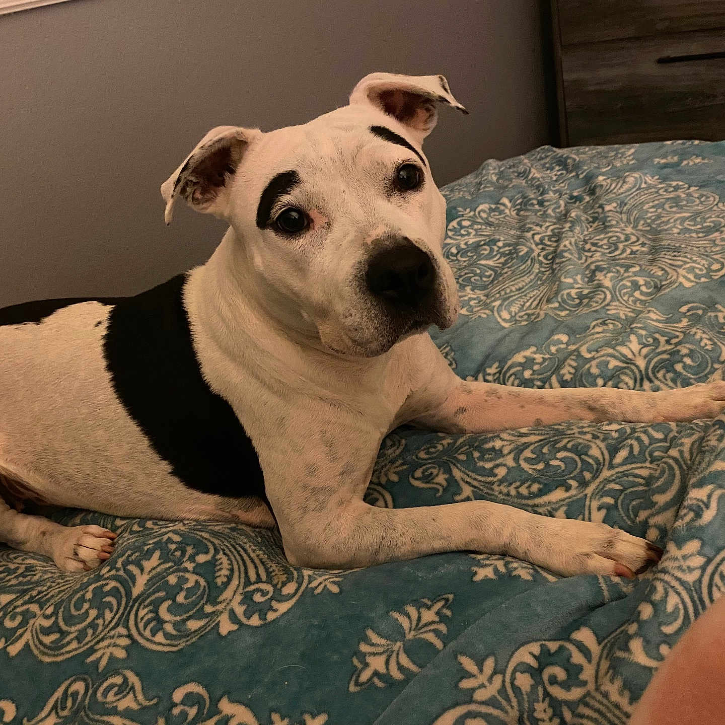 Brows joined the competition — help win amazing prizes! animal, bed, bedroom, black_patches, blue_bedspread, canine, comfortable, curious, dog, domestic_animal, ears_up, fur, indoor, laying_down, looking_at_camera, paw, pet, resting, snout, white_dog