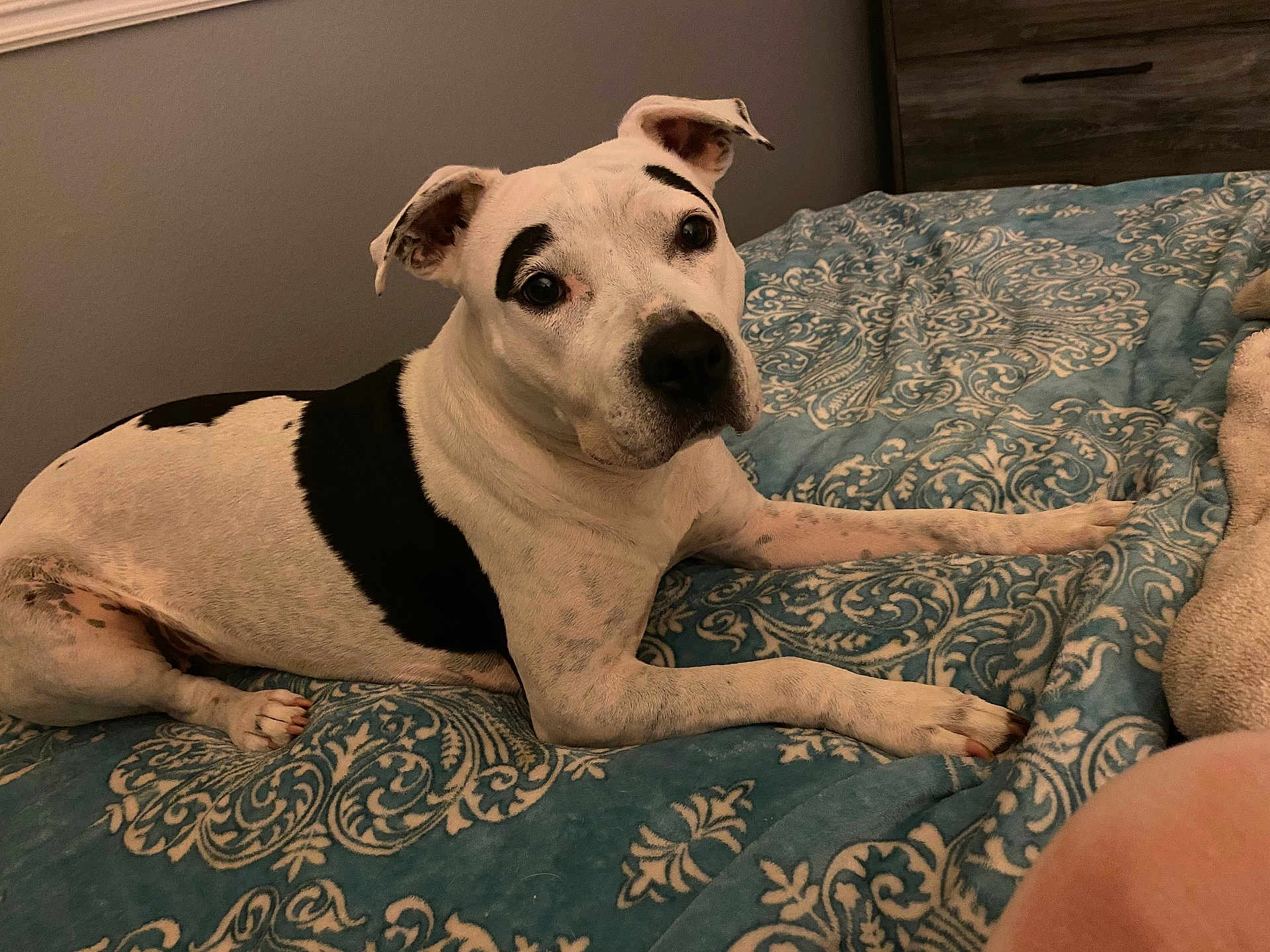 Brows joined the competition — help win amazing prizes! dog, pet, white_dog, black_patches, bed, blue_bedspread, indoor, animal, canine, laying_down, curious, ears_up, comfortable, domestic_animal, fur, snout, paw, looking_at_camera, resting, bedroom