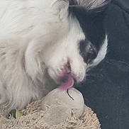 Suzie joined the competition — help win amazing prizes! dog, tongue, licking, stuffed_toy, plush, close_up, fur, black_and_white, pet, animal, cute, soft_texture, toy, indoor, affection, playful, canine, snout, whiskers, sleepy