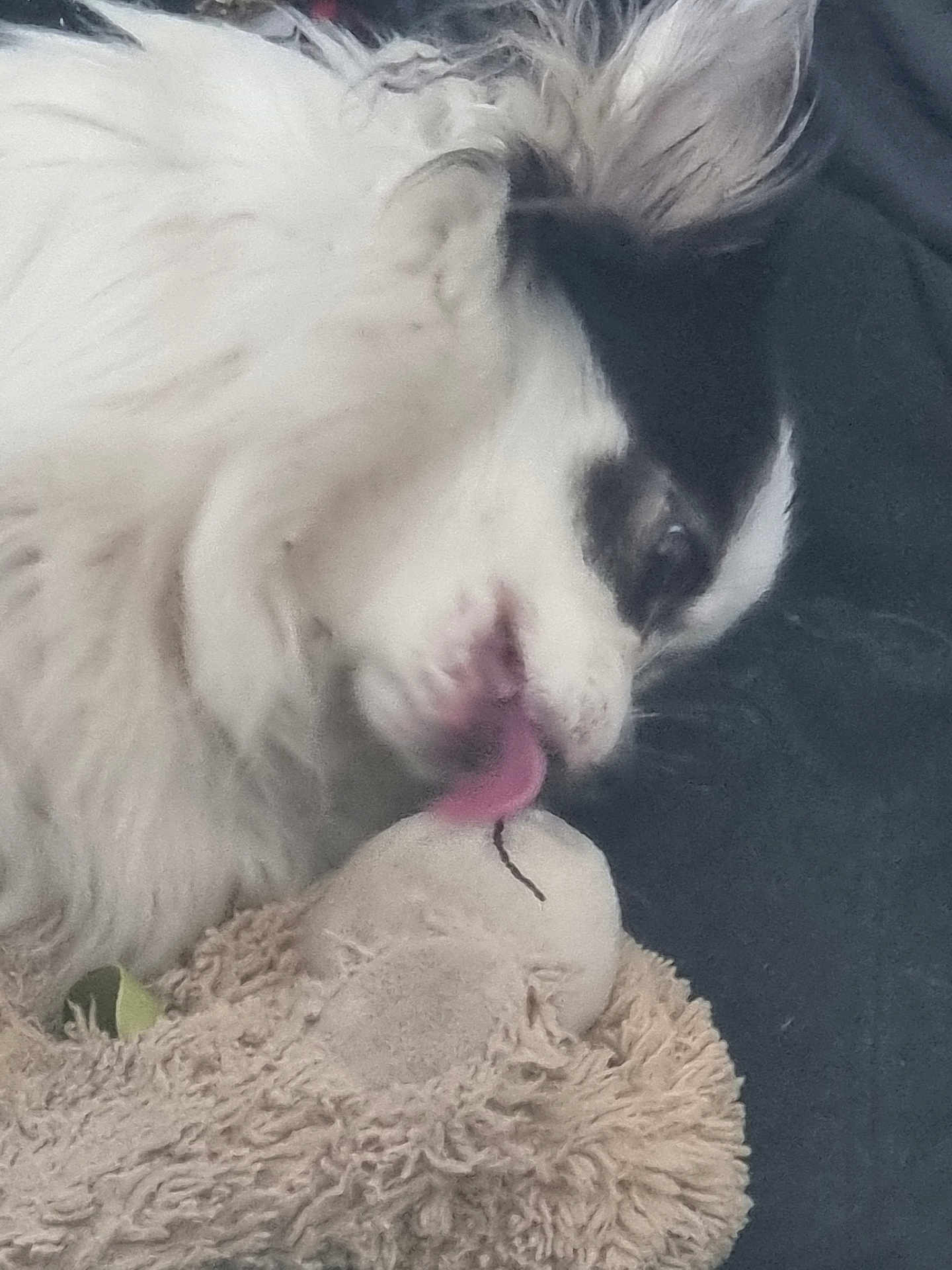 Suzie joined the competition — help win amazing prizes! dog, tongue, licking, stuffed_toy, plush, close_up, fur, black_and_white, pet, animal, cute, soft_texture, toy, indoor, affection, playful, canine, snout, whiskers, sleepy