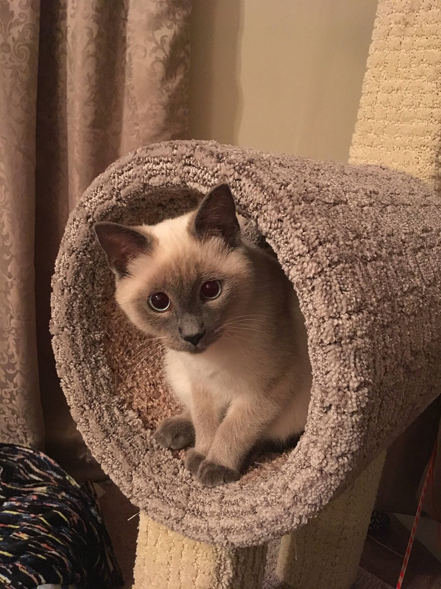 Charcoal is registered to the contest to win money with this photo: asian, balinese, birman, british_shorthair, burmese, carnivore, cat, chartreux, domestic_short_haired_cat, fawn, felidae, kitten, mammal, ragdoll, siamese, small_to_medium_sized_cats, thai, tonkinese, vertebrate, whiskers