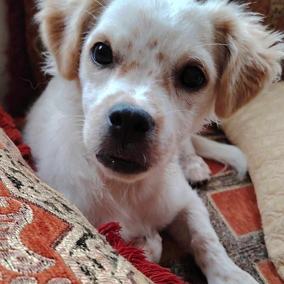 Kira