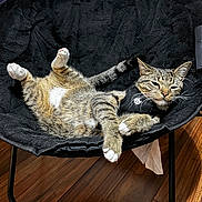Loki is registered to the contest to win money with this photo: cat, tabby_cat, chair, black_chair, relaxed, upside_down, paws, harness, indoor, wooden_floor, pet, feline, fur, whiskers, cute, domestic_animal, resting, comfortable, animal, household