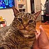 Loki joined the competition — help win amazing prizes! cat, tabby_cat, pet, hand, indoor, furniture, door, television, gaming_chair, wooden_floor, closeup, animal, whiskers, relaxed, person_hand, living_room, fur, domestic_cat, orange_nose, background