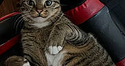 Loki joined the competition — help win amazing prizes! cat, tabby, pet, animal, feline, indoor, chair, black, red, fur, whiskers, paws, wide_eyes, relaxed, scratched, seat, looking, cute, domestic, mammal