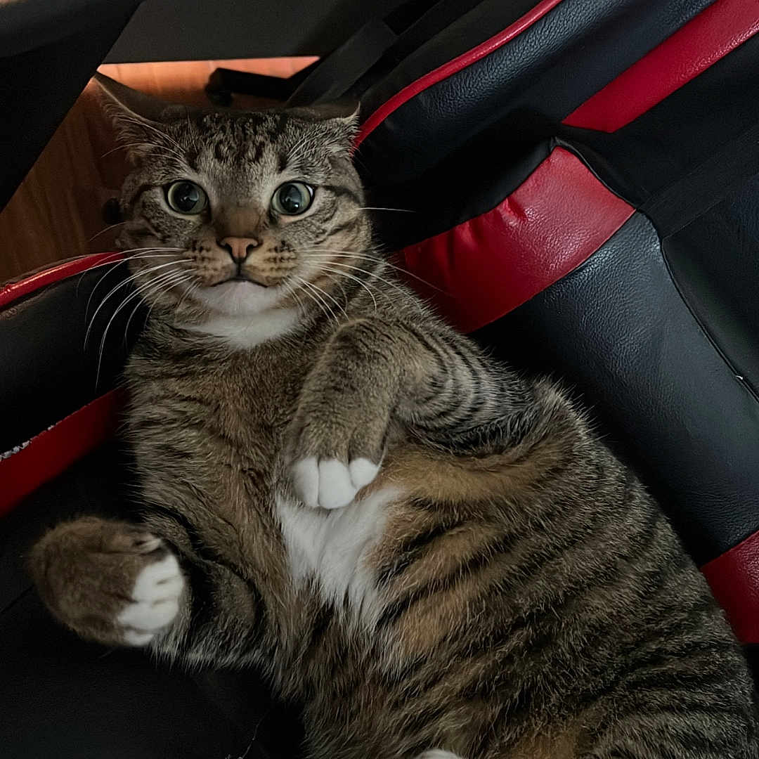 Loki joined the competition — help win amazing prizes! cat, tabby, pet, animal, feline, indoor, chair, black, red, fur, whiskers, paws, wide_eyes, relaxed, scratched, seat, looking, cute, domestic, mammal