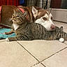 Loki is registered to the contest to win money with this photo: cat, dog, tabby_cat, husky, indoor, floor, tiled_floor, pet, animal, resting, lying_down, harness, cage, home, companion, friendship, cute, furry, domestic, cozy