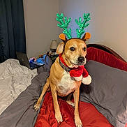 Peppi joined the competition — help win amazing prizes! dog, bed, reindeer_ears, scarf, red, gray, bedding, indoor, lamp, laptop, person, curtain, wall, brown_dog, pet, holiday, festive, costume, animal, cozy