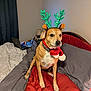 dog, bed, reindeer_ears, scarf, red, gray, bedding, indoor, lamp, laptop, person, curtain, wall, brown_dog, pet, holiday, festive, costume, animal, cozy