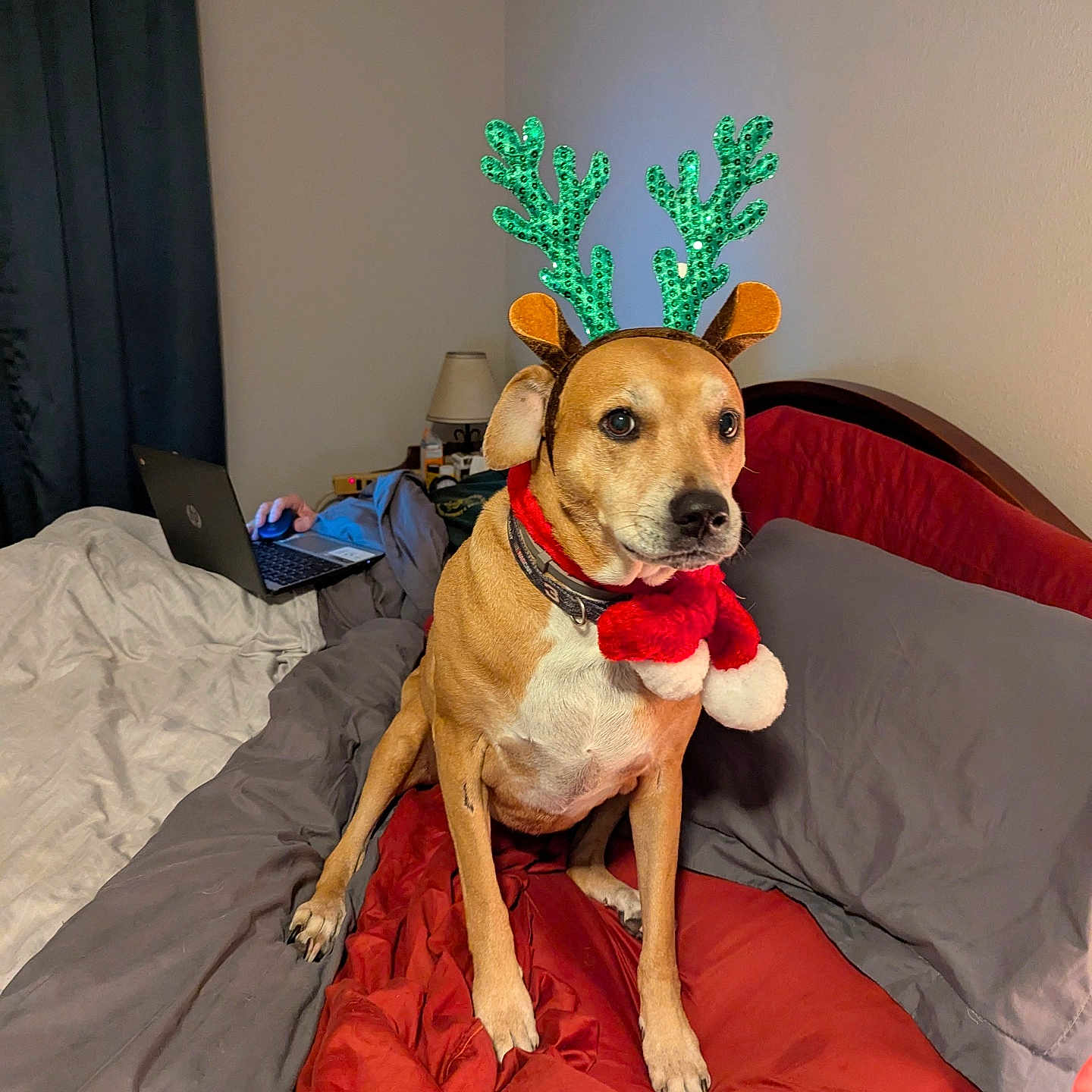 Peppi joined the competition — help win amazing prizes! animal, bed, bedding, brown_dog, costume, cozy, curtain, dog, festive, gray, holiday, indoor, lamp, laptop, person, pet, red, reindeer_ears, scarf, wall