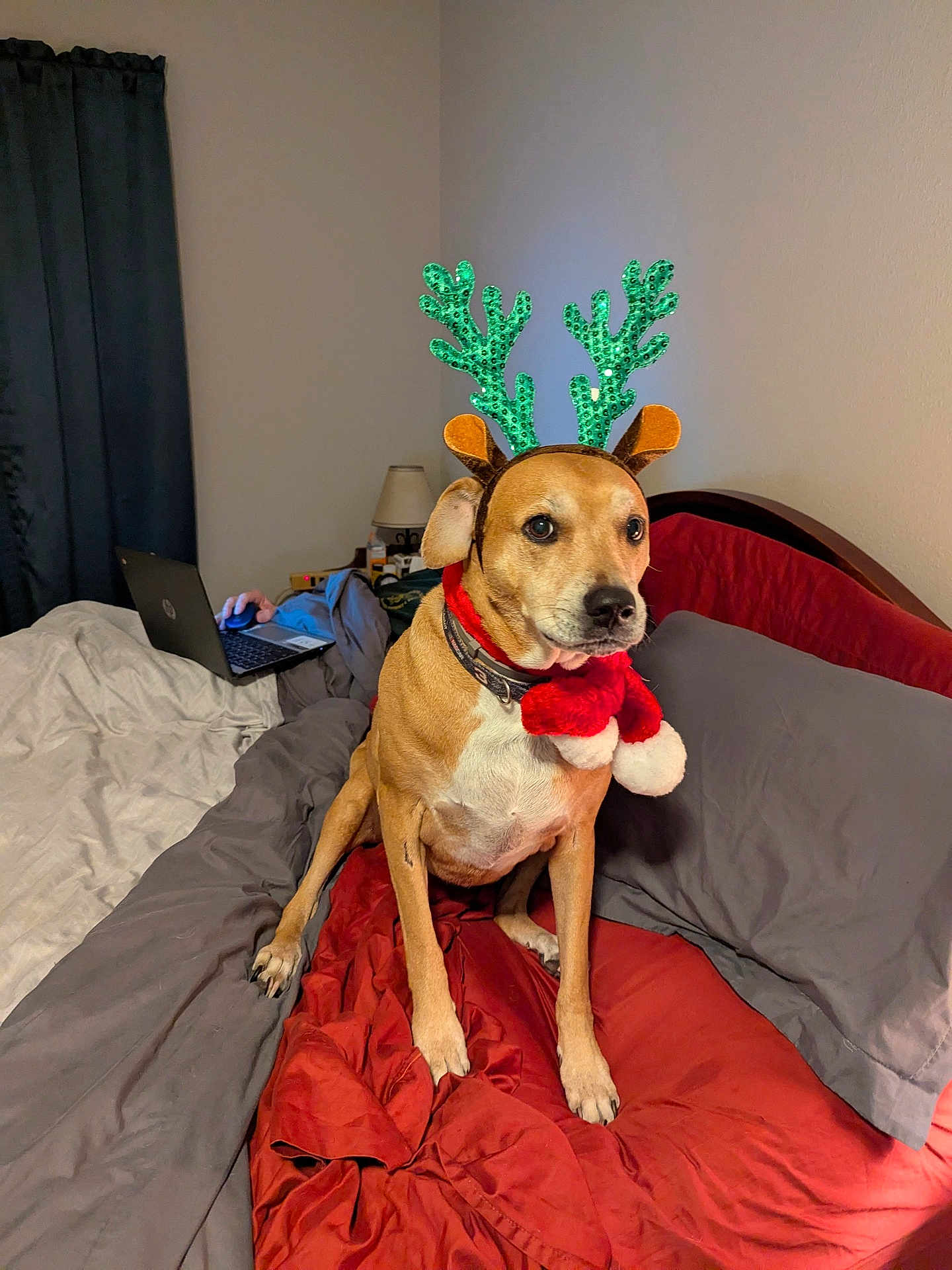 Peppi joined the competition — help win amazing prizes! dog, bed, reindeer_ears, scarf, red, gray, bedding, indoor, lamp, laptop, person, curtain, wall, brown_dog, pet, holiday, festive, costume, animal, cozy
